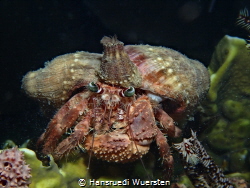 Anemone hermit crab (Dardanus pedunculatus) by Hansruedi Wuersten 